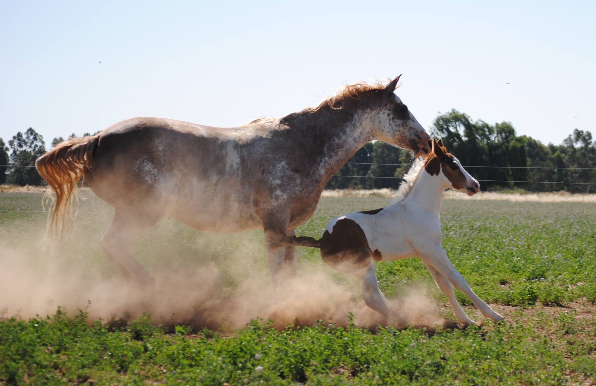 Woodstock Paint Horses